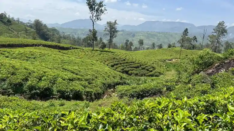 Tea Country Sri Lanka and Indonesia