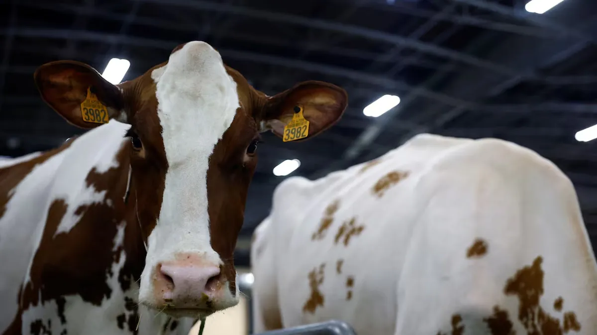 Cows are seen on the eve of the opening of the 2025 Paris International Agriculture Fair ,